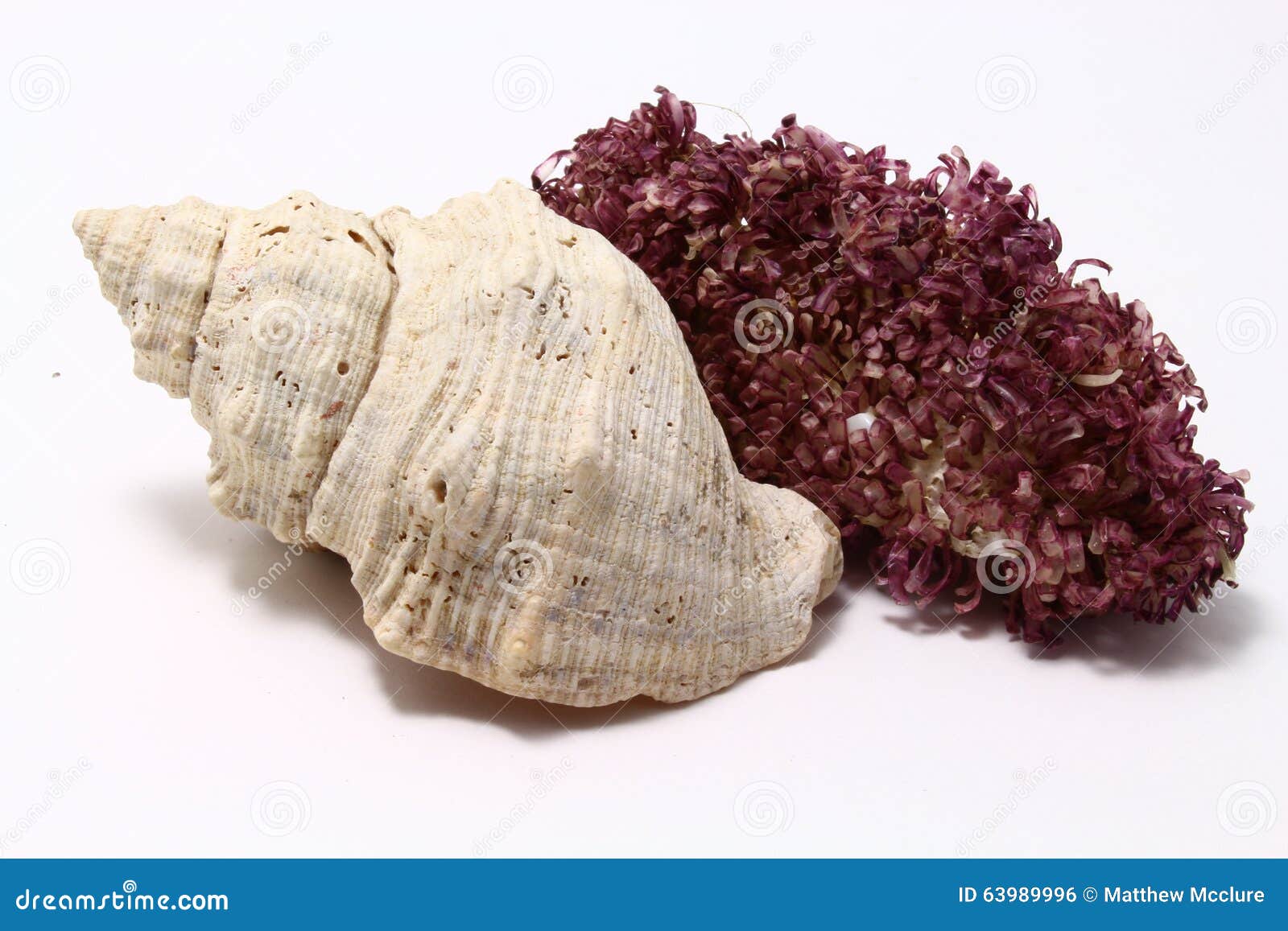 hayÃ¢â¬â¢s rock snail mother and child reunion